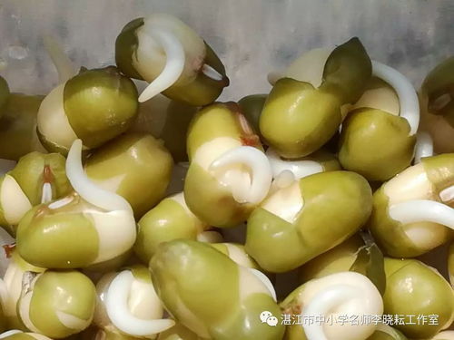 绿豆的生长过程(图文)