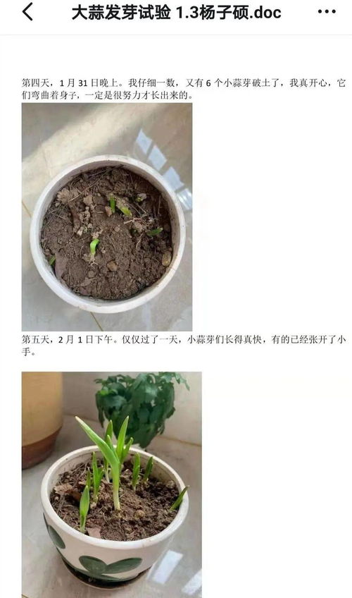 大蒜1—7天成长记录表