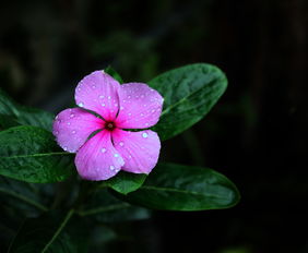 柚子花和橙花香味一样吗