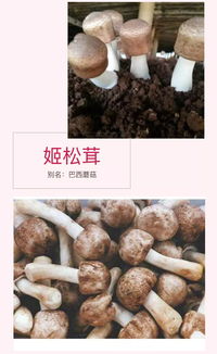 姬松茸和松茸的区别