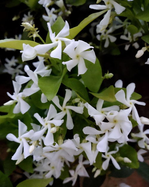 三种颜色风车茉莉优缺点
