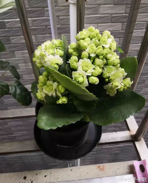 长寿花养殖方法