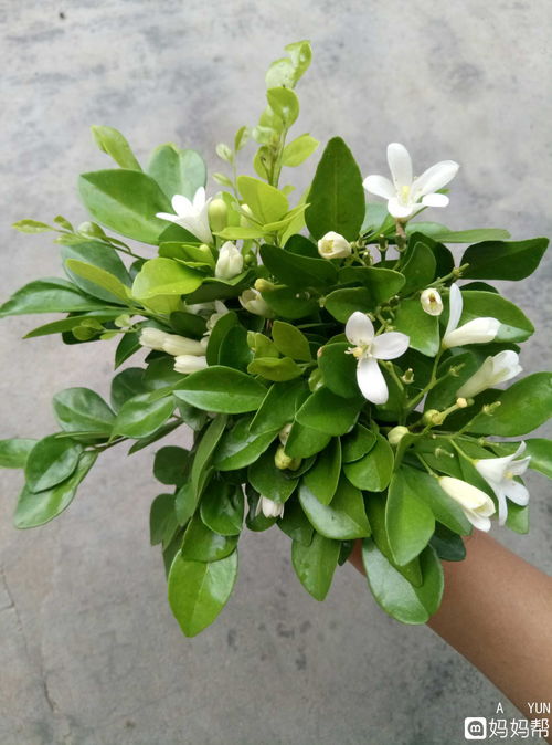 九里香花