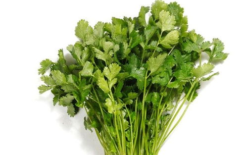 芫荽和香菜的区别图片