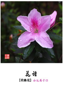 双生花花语