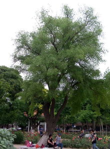 1200种树木的名称