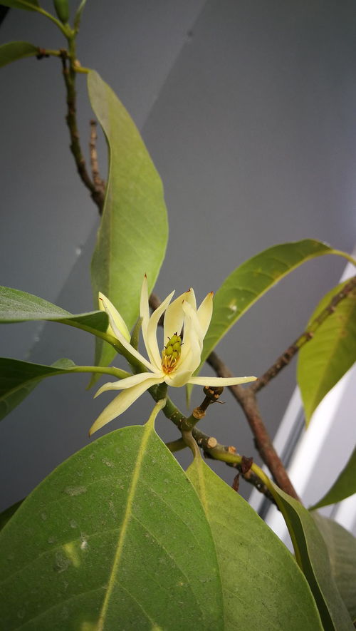 缅桂花的寓意和象征风水