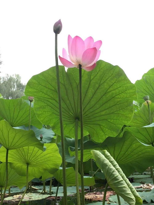 荷花与莲花是一种花吗