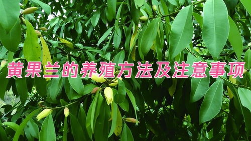 竹柏的养殖方法和注意事项