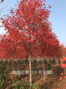 中国红枫和日本红枫区别