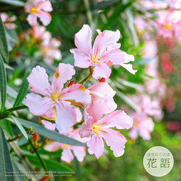 双生花花语背后的故事