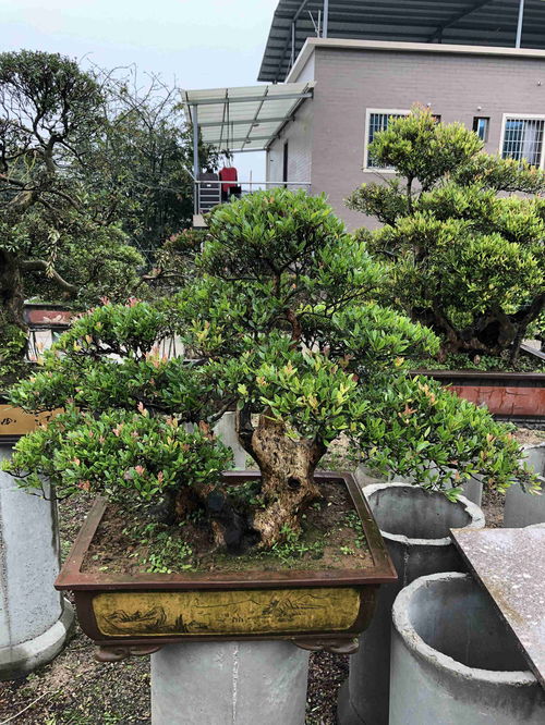 赤楠树