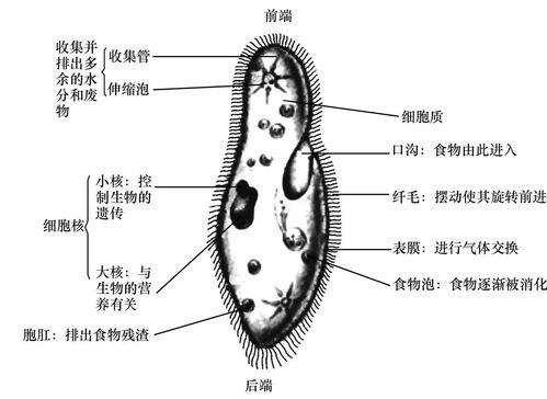 玉米粒横切面结构示意图