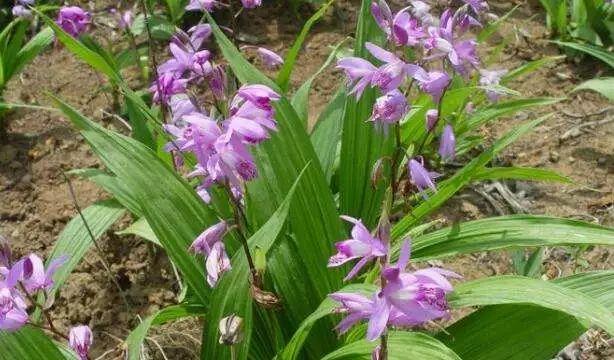 白芨种植基地_种植白芨基地哪里_种植基地白芨怎么样
