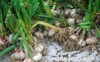 大蒜成长需要什么 简图