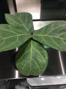养合果芋有毒为什么还养