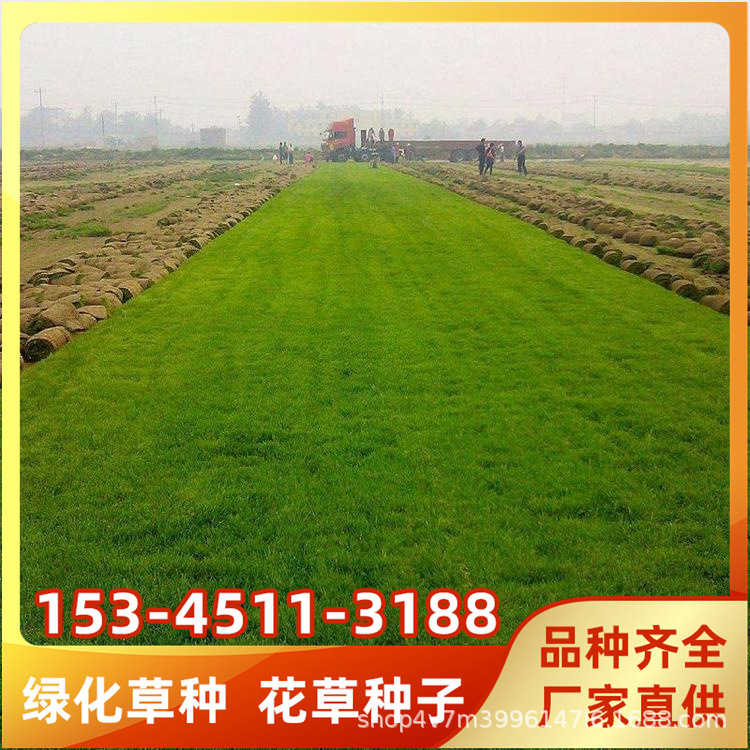 高羊茅早熟禾黑麦草混播