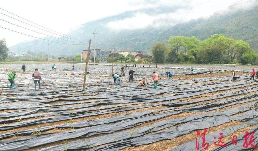 “风水宝地”秤架:生态美产业绿百姓富