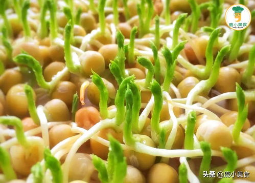 黄豆生长的过程15天图