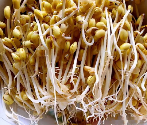 黄豆发芽过程图片 记录表