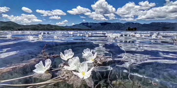 泸沽湖水性杨花什么时候最美