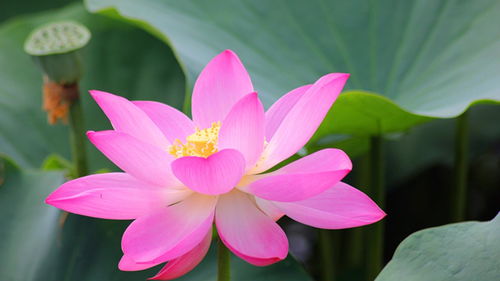为什么佛教用莲花不用荷花