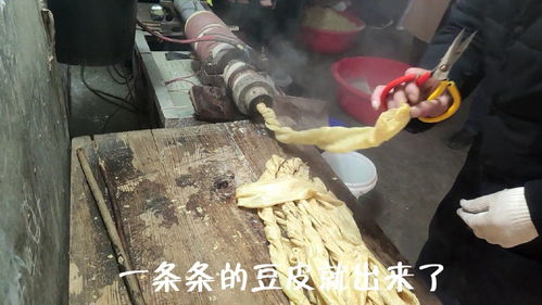 黄豆的生长过程图文7天
