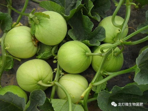 东北香瓜的种植与管理技术