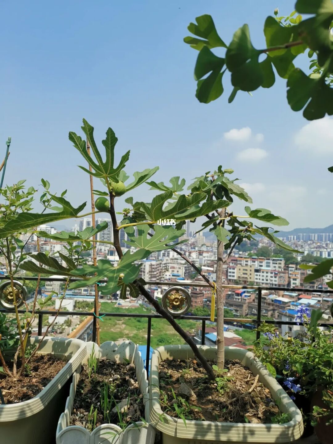 农民群无花果的栽种技术，你知道吗？